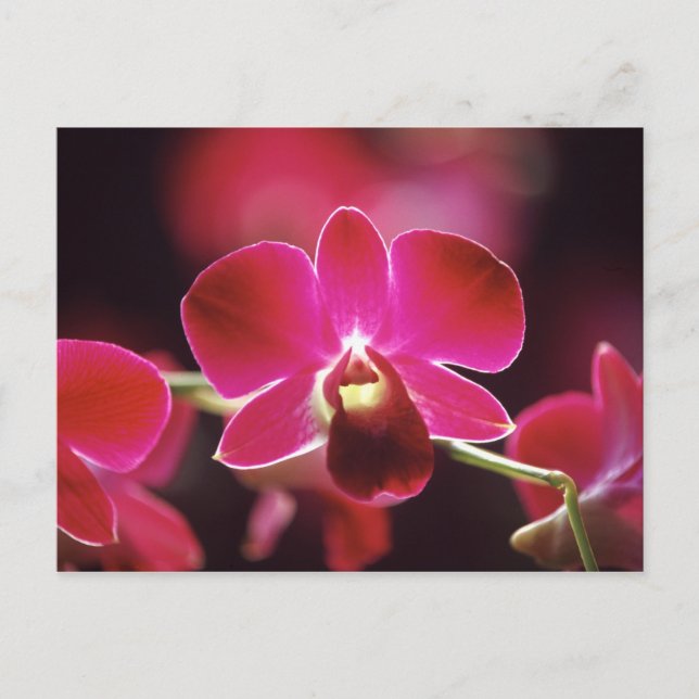 Carte Postale Malaisie, Orchidée (Devant)