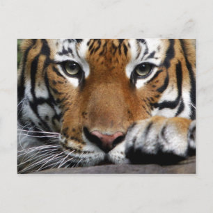 Carte postale malaisienne Tiger #3