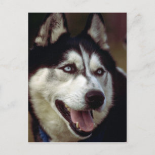 Carte Postale Malamute d'Alaska