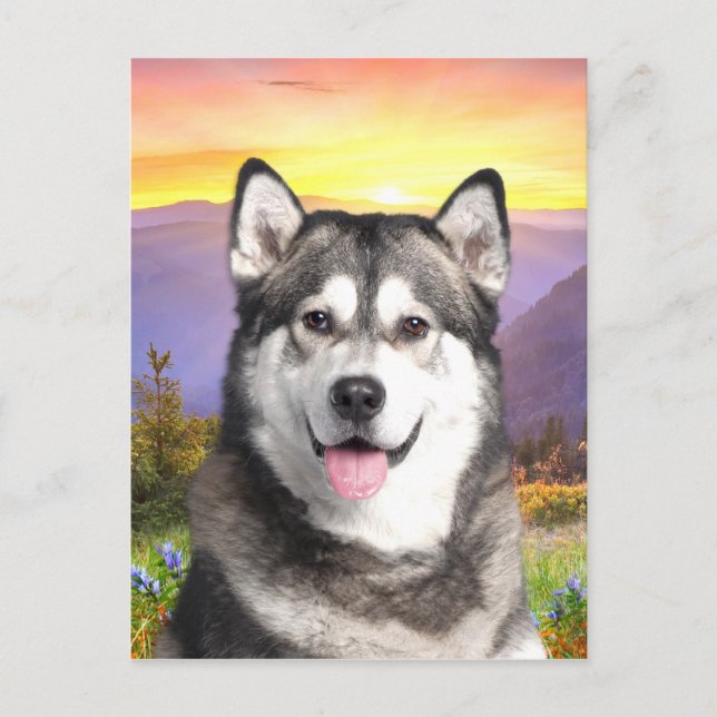 Carte Postale Malamute d'Alaska (Devant)