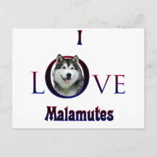 Carte Postale Malamute d'Alaska I Love