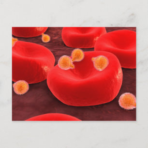 Carte Postale Malaria Parasites Within Red Blood Cells