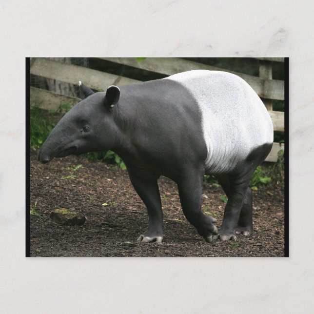 Carte postale Malayan Tapir (Devant)
