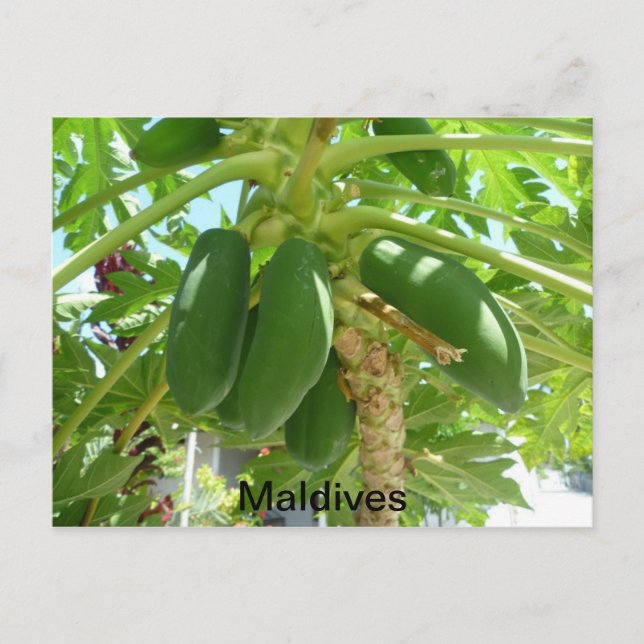 CARTE POSTALE MALDIVES (Devant)
