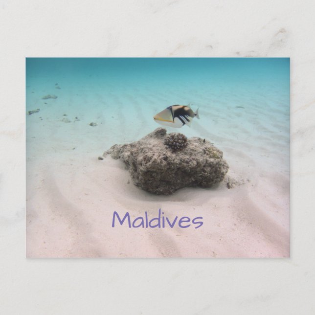 Carte Postale Maldives Bleu Océan Blanc Sable Corail Triggfish (Devant)