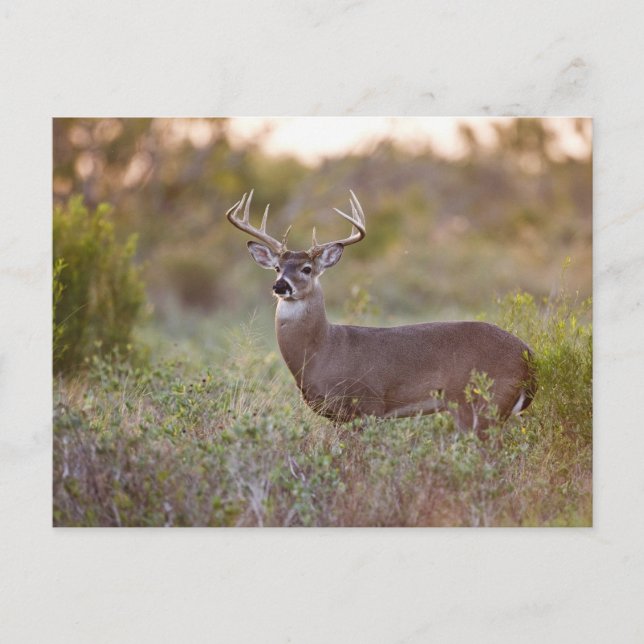 Carte Postale mâle blanc-coupé la queue 2 de cerfs communs (Devant)