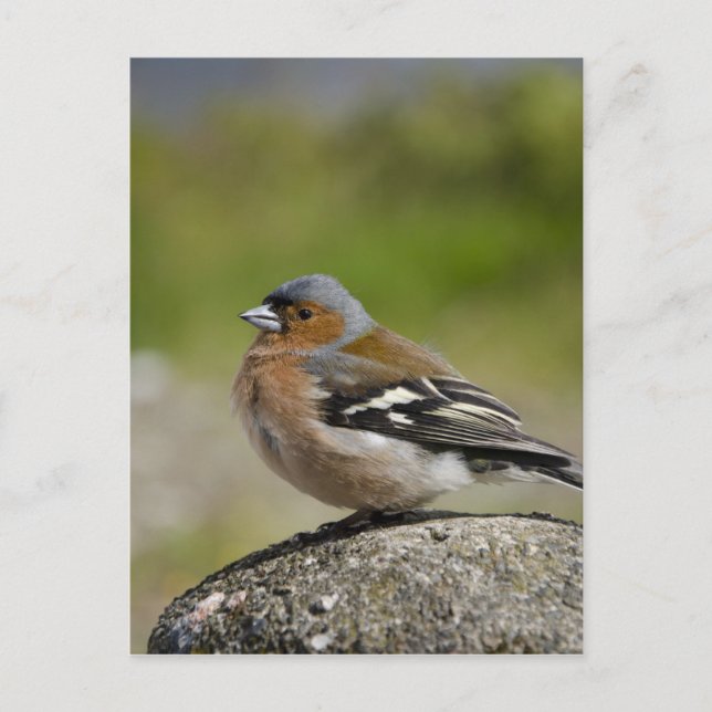 Carte Postale Male Chaffinch (WILD: Fringilla coelebs) (Devant)