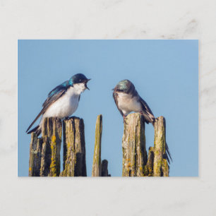 Carte Postale Male et femelle Tree Swallow