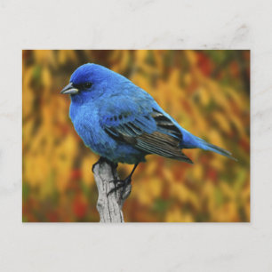 Carte Postale Male Indigo Bunting, Passerina cyanea