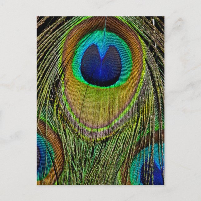 Carte Postale Male peacock tail feathers (Devant)
