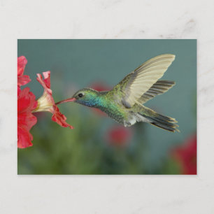Carte Postale mâle se nourrissant sur Petunia, Madera Canyon, Ar