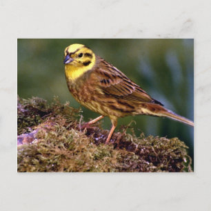 Carte Postale Male yellowhammer