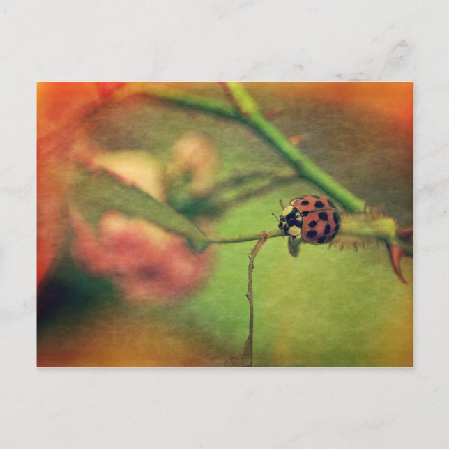 Carte Postale Malerischer Marienkäfer (Devant)