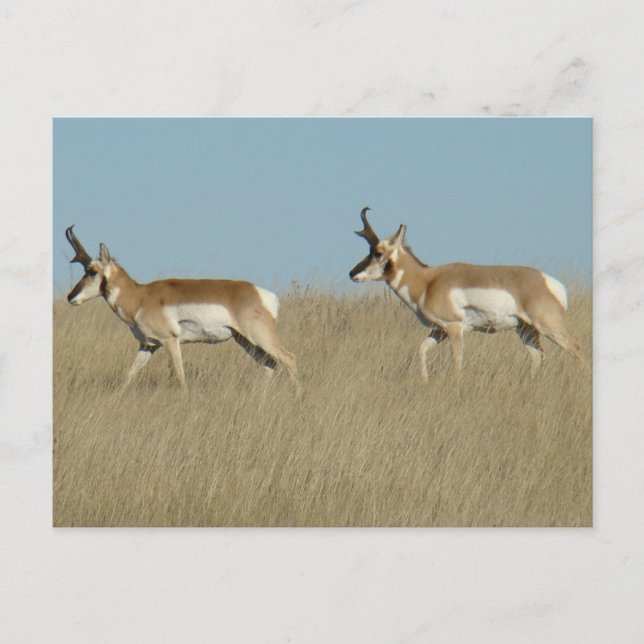 Carte Postale Mâles d'antilope d'Amérique A45 (Devant)