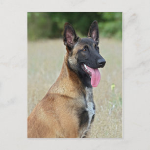 Carte Postale malinois
