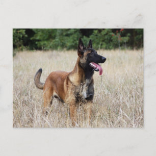 Carte Postale malinois