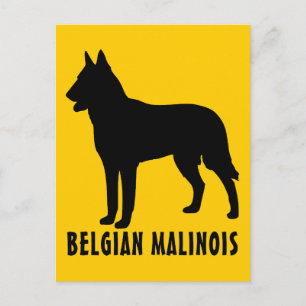 Carte Postale Malinois belge