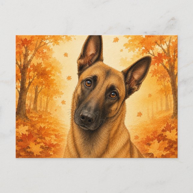 Carte Postale Malinois belge Chien de forêt d'automne (Devant)