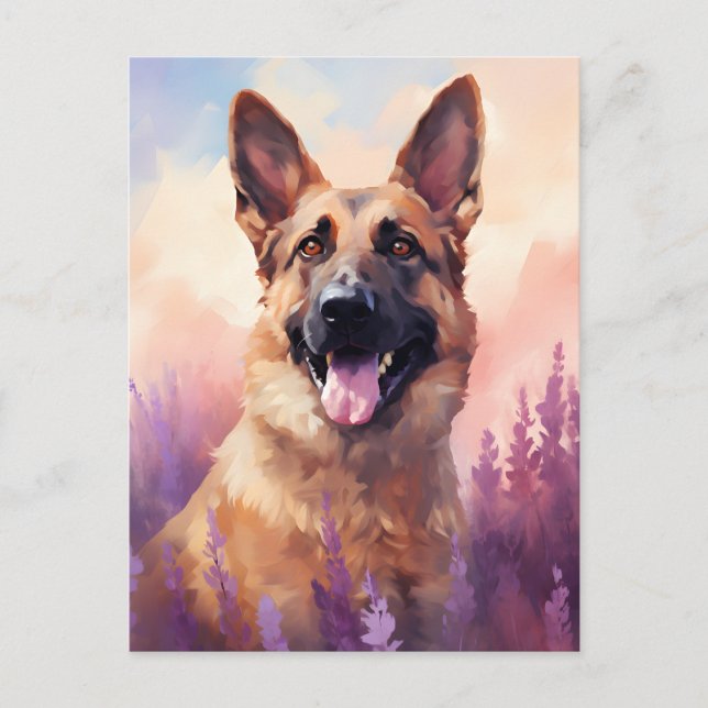 Carte Postale Malinois belge en Lavender champ (Devant)