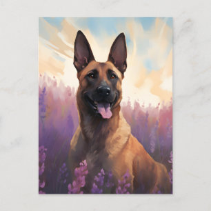 Carte Postale Malinois belge en Lavender champ