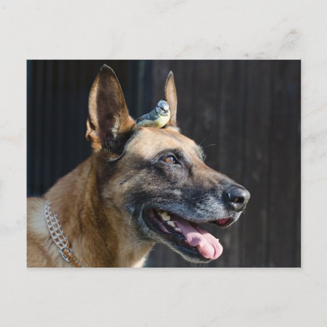 Carte Postale Malinois (Hund) mit Blaumeise (Devant)