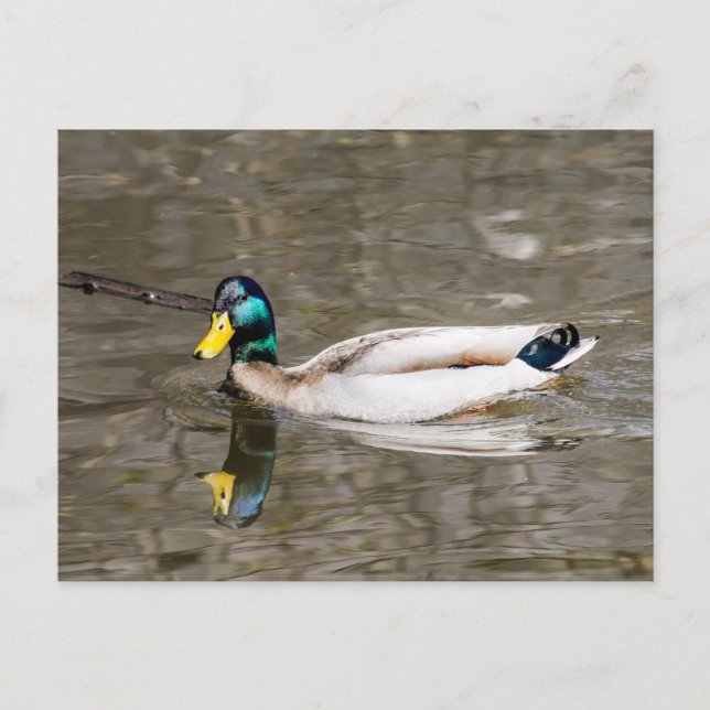 Carte Postale Mallard (Devant)