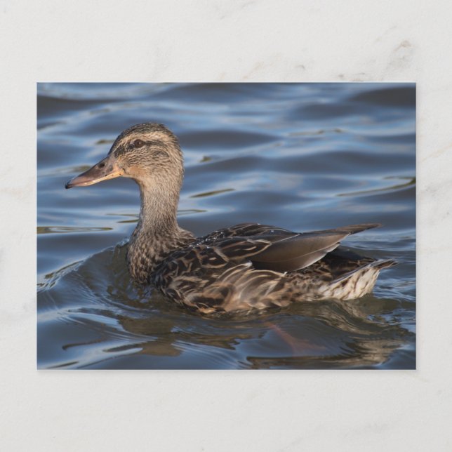 Carte Postale Mallard (Devant)