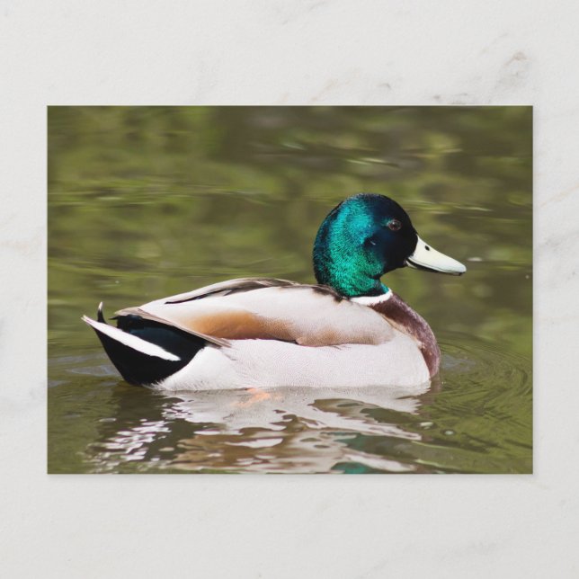 Carte Postale Mallard (Devant)