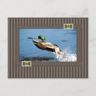 Carte Postale Mallard