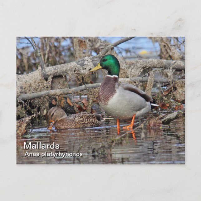 Carte postale Mallard (Devant)