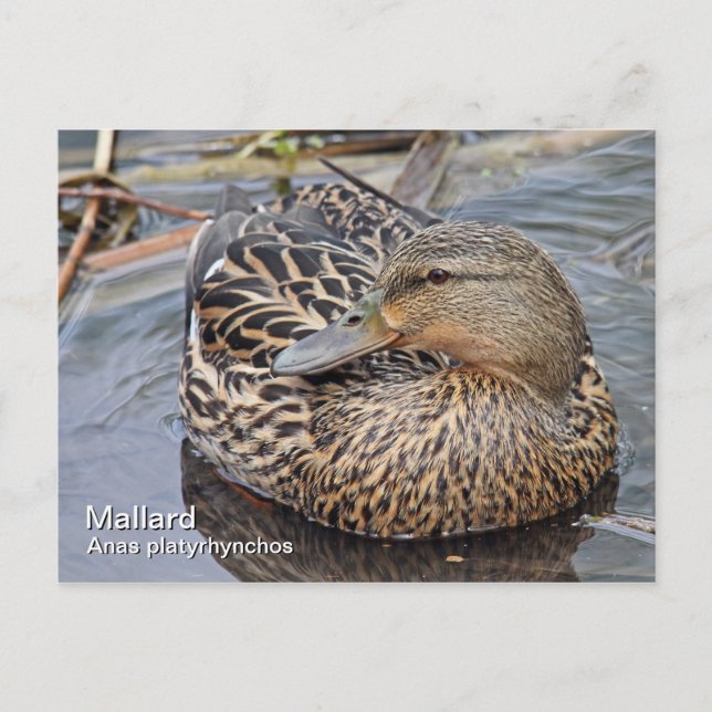 Carte postale Mallard (Devant)