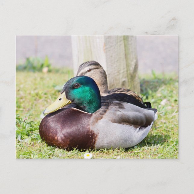 Carte Postale Mallard Couple (Devant)