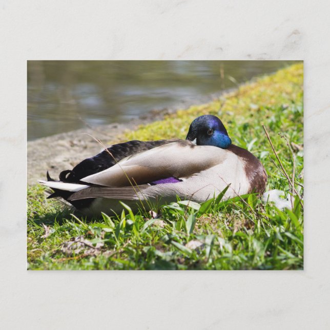 Carte Postale Mallard dormant (Devant)