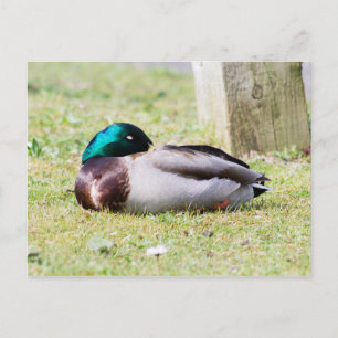 Carte Postale Mallard dormant