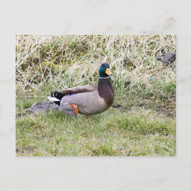 Carte Postale Mallard Drake (Devant)