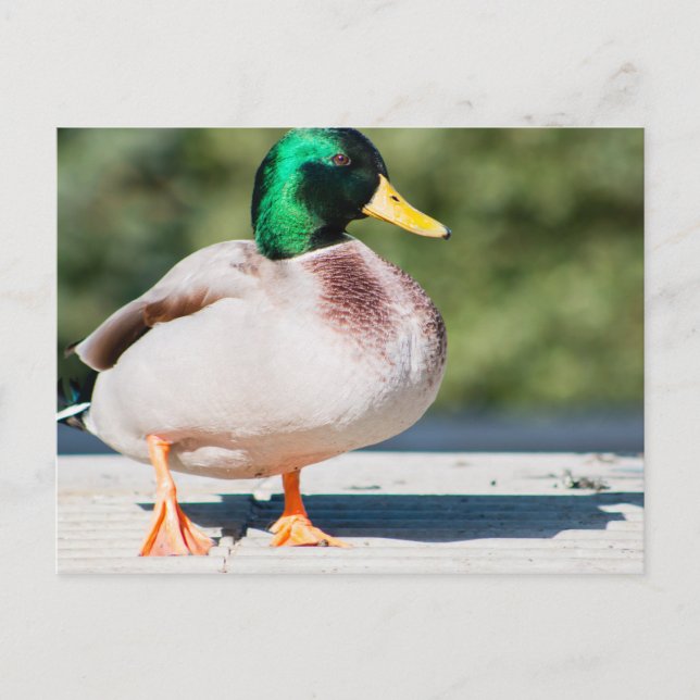 Carte Postale Mallard Drake (Devant)