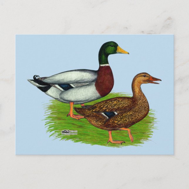 Carte Postale Mallard Drake et Duck (Devant)