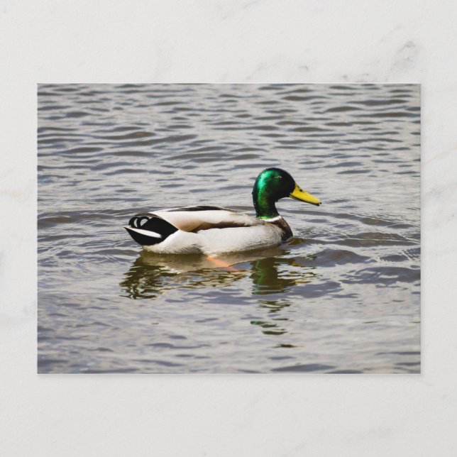 Carte Postale Mallard Duck (Devant)