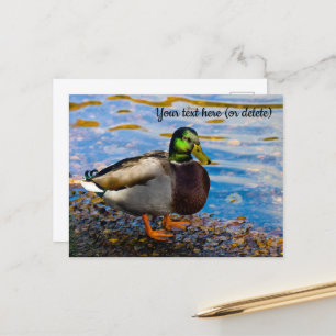 Carte postale Mallard Duck