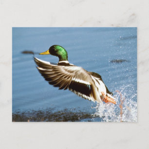 Carte Postale Mallard Duck