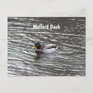 Carte postale Mallard Duck