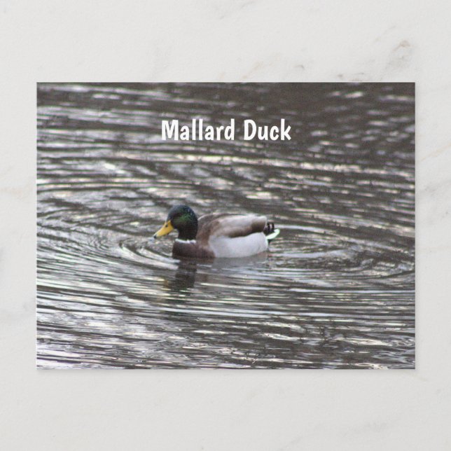 Carte postale Mallard Duck (Devant)