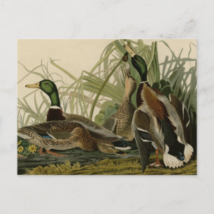Carte Postale Mallard Duck