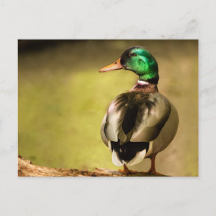 Carte Postale Mallard Duck
