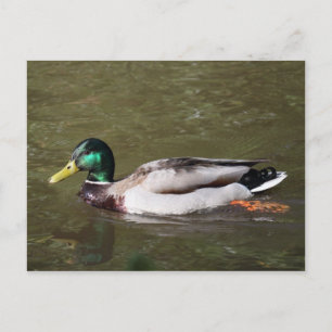 Carte Postale Mallard Duck