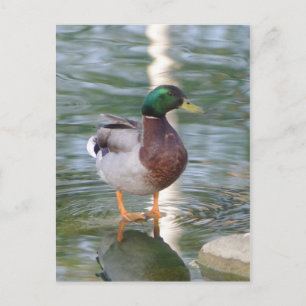 Carte Postale Mallard Duck