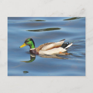 Carte Postale Mallard Duck