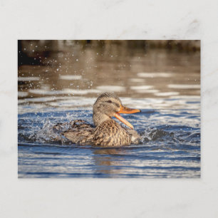 Carte Postale Mallard Duck à Downing Park
