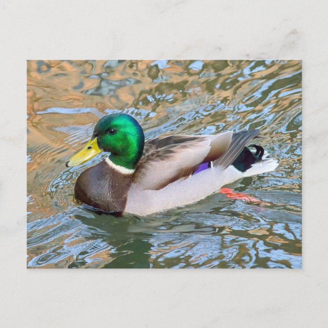 Carte Postale Mallard Duck. Bute Park, Cardiff, Pays de Galles (Devant)