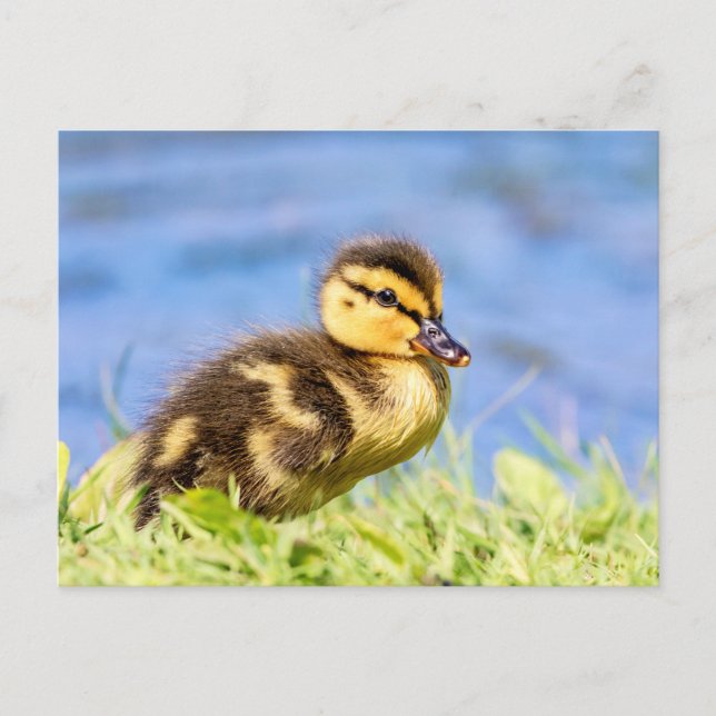 Carte Postale Mallard Duckling (Devant)